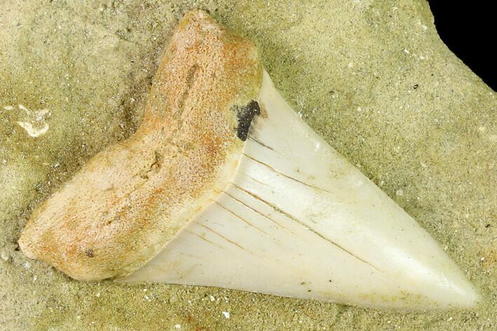 Fossil Mako Shark Tooth On Sandstone - Bakersfield, CA #144456